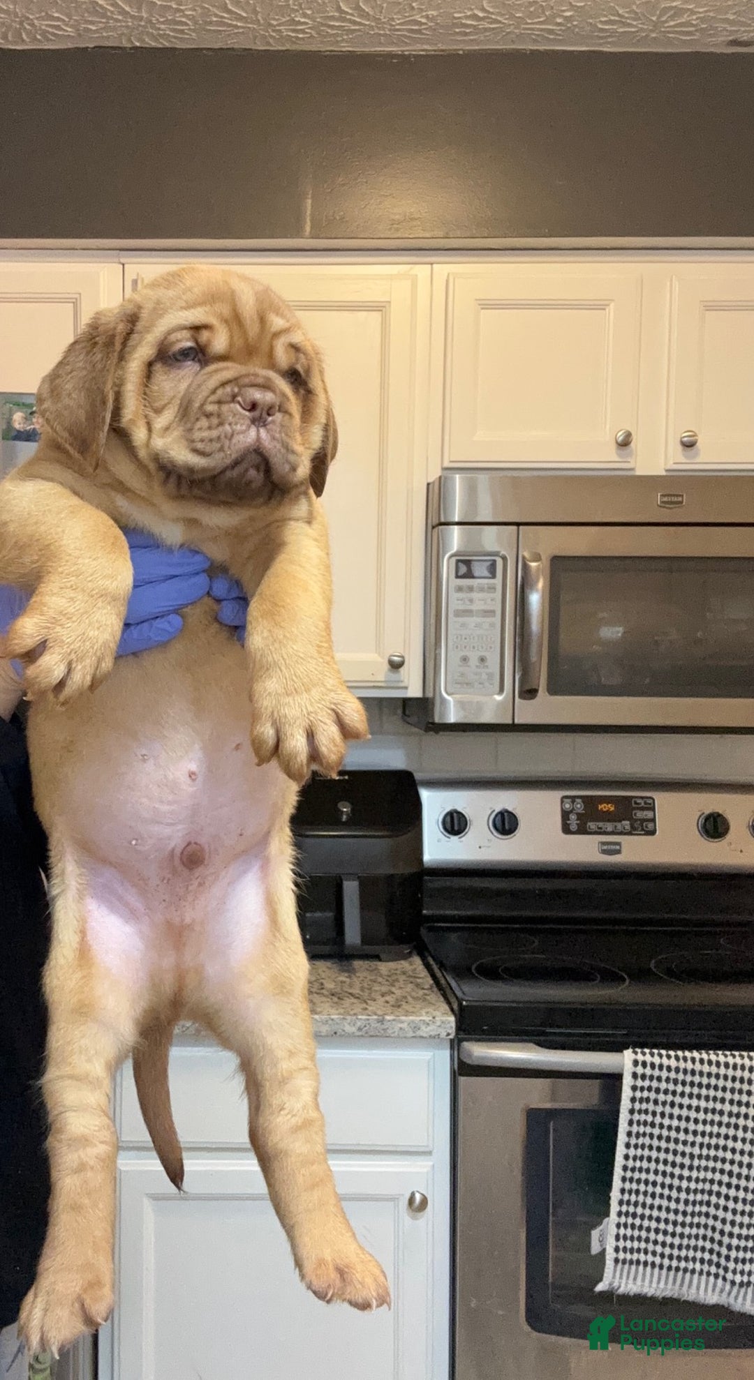 Dogue De Bordeaux dogs for sale: Dogue De Bordeaux Puppy 5 - Ad 15