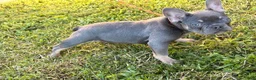 French Bulldog dogs for sale: Stormy (blue tri)  - Ad 2