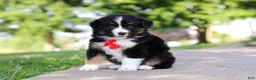 Miniature Australian Shepherd dogs for sale: Roamer - Ad 2