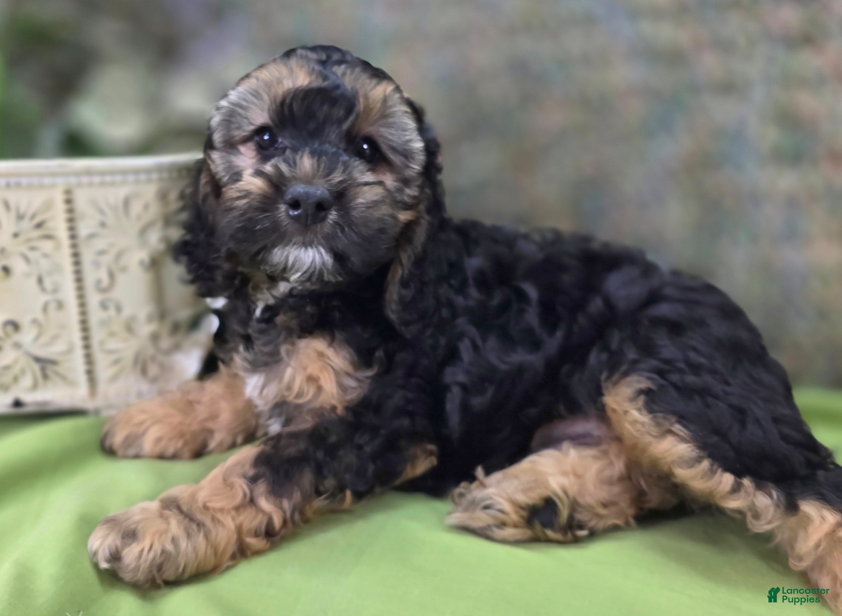 Cockapoo dogs Batty - Ad 5
