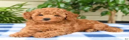 Toy Poodle dogs for sale: Tammy - Ad 3