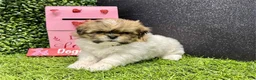 Shih Tzu dogs for sale: Leroy - Ad 2