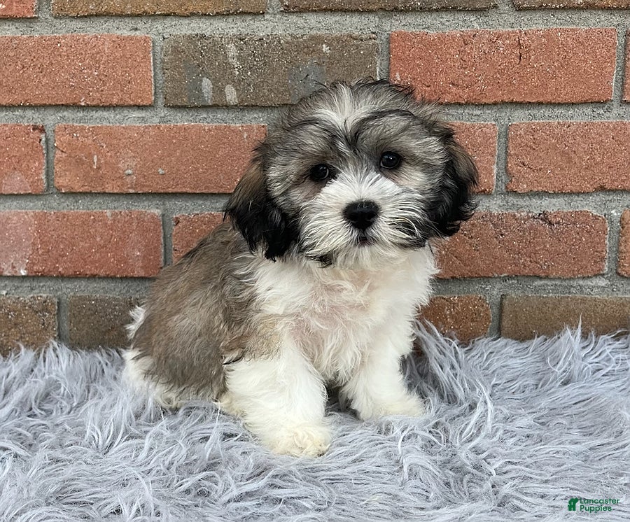 Teddy Bear dogs Lucky - Ad 2