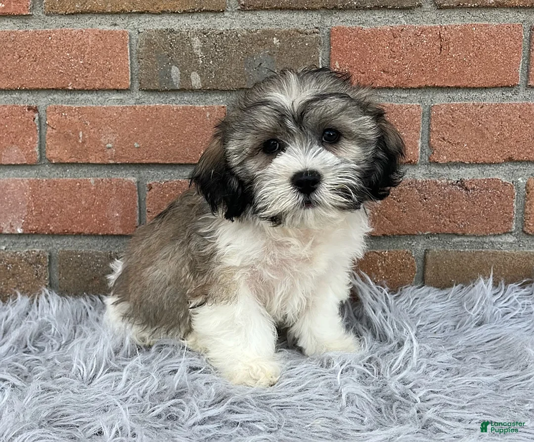 Teddy Bear dogs for sale: Lucky - Ad 2