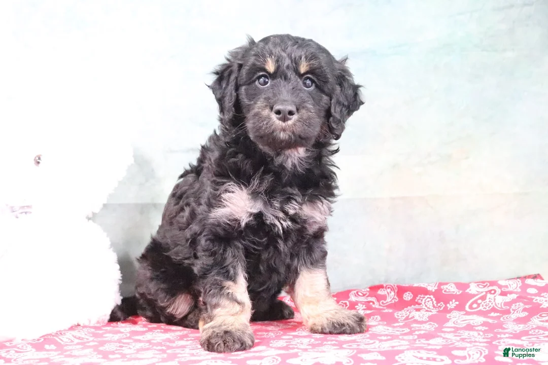 Mini Goldendoodle dogs for sale: Holly - Ad 1