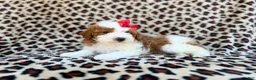 Cavapoo dogs for sale: Audrey - Ad 4