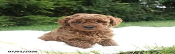 Miniature Poodle dogs for sale: Riley - Ad 6