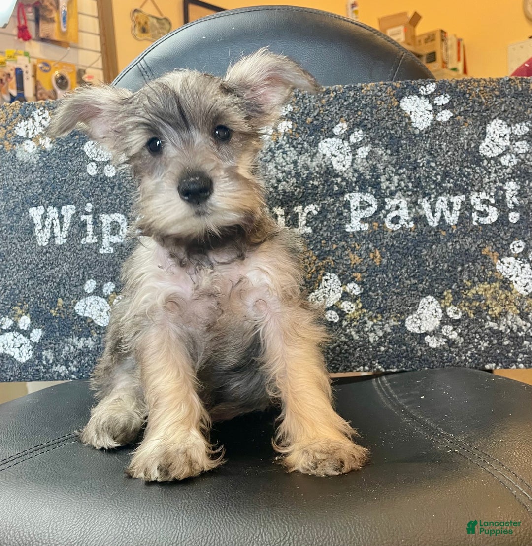 Miniature Schnauzer dogs for sale: Oleta - Ad 4