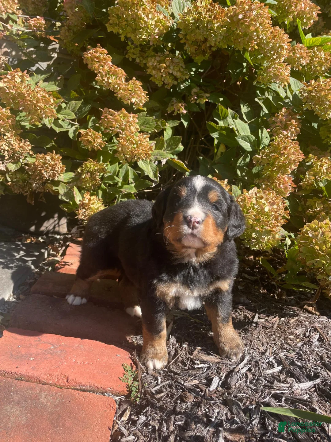 Mini Bernedoodle dogs for sale: Gemelli - Ad 1