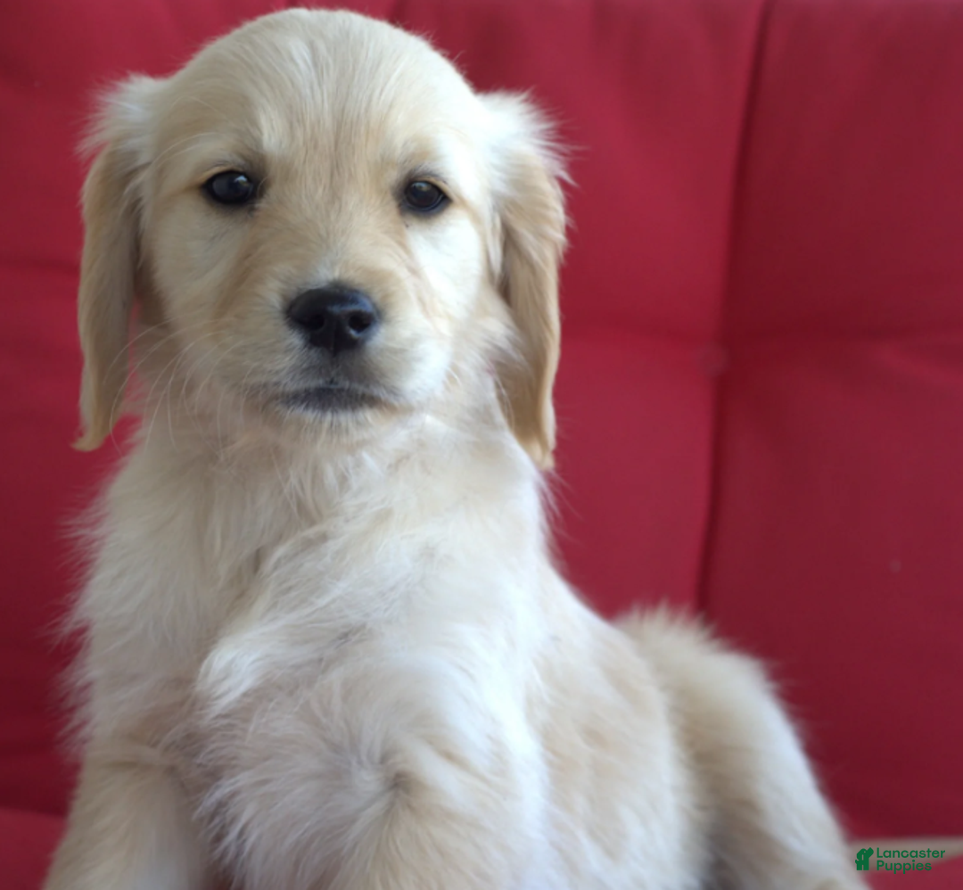 Golden Retriever dogs for sale: Mia - Ad 1