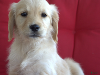 Golden Retriever dogs Mia - Ad 31