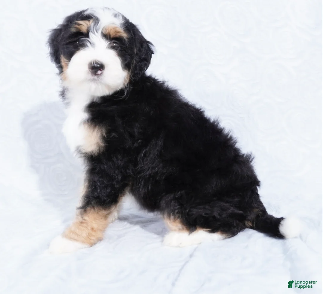 Mini Bernedoodle dogs for sale: Nora  - Ad 4