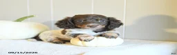Miniature Dachshund dogs for sale: Callie - Ad 3