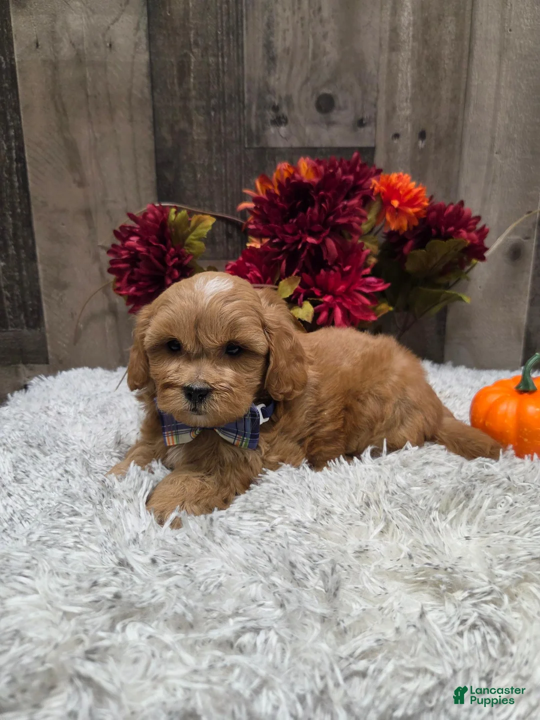 Pekapoo dogs for sale: Evan - Ad 7