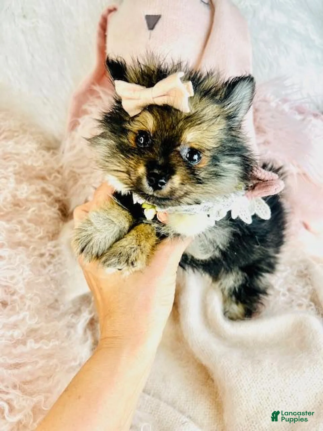 Pomeranian dogs for sale: Pomeranian Puppy 1 - Ad 4