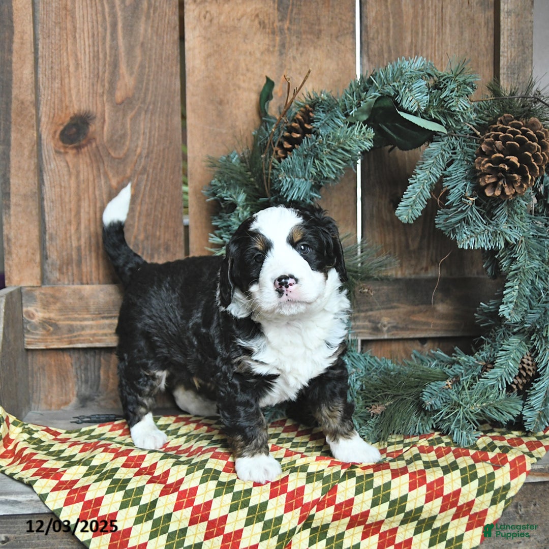 Mini Bernedoodle dogs for sale: Rocky - Ad 3
