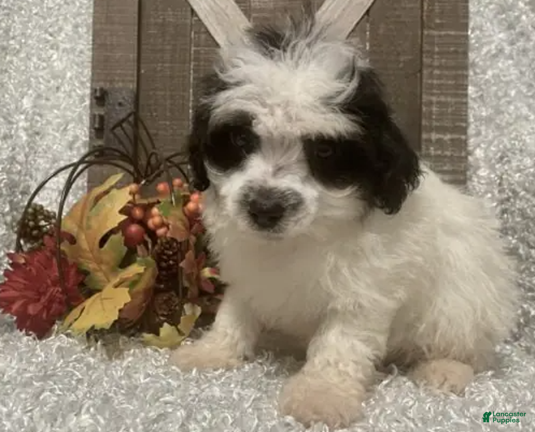 Toy Poodle dogs for sale: Prince - Ad 5