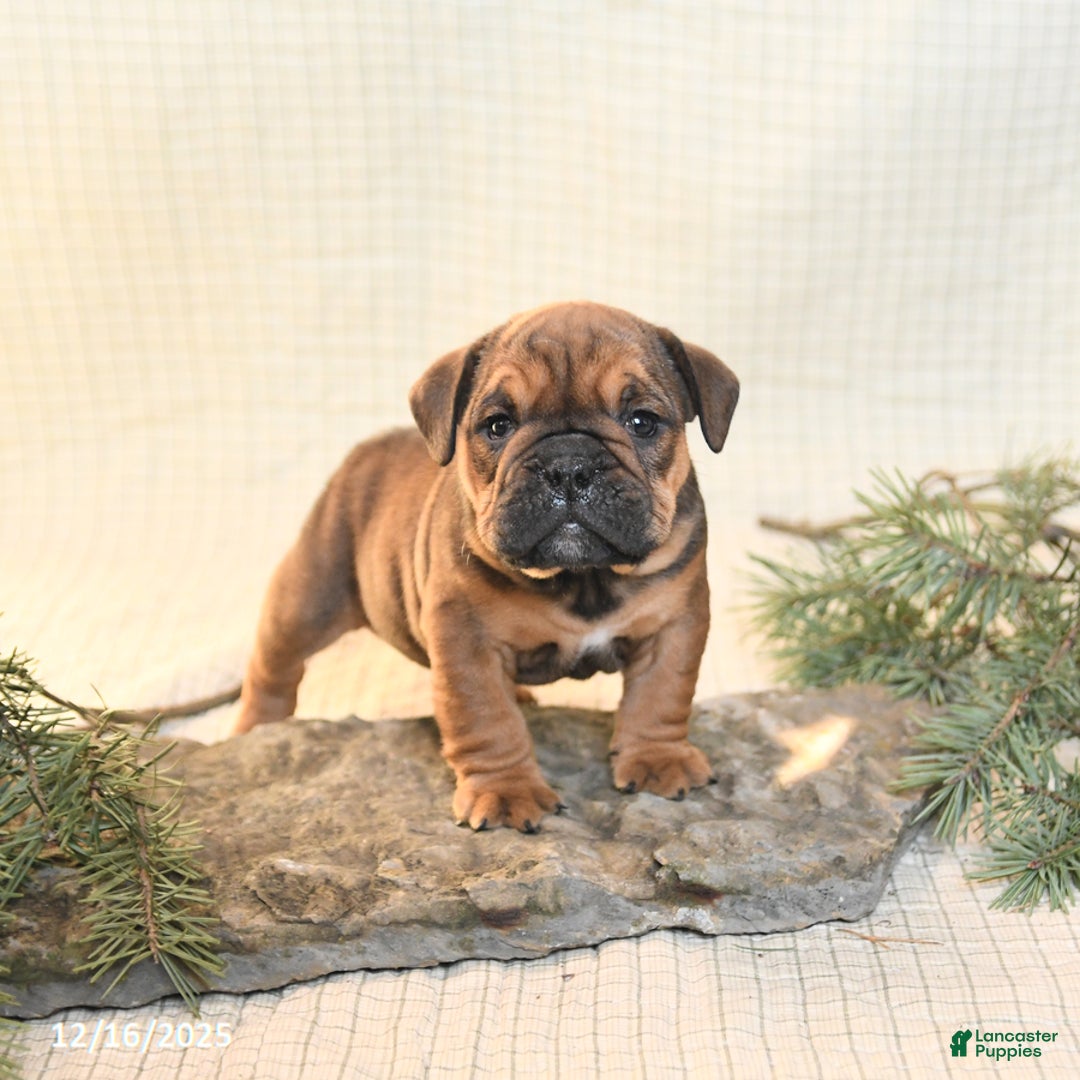 English Bulldog dogs for sale: Noel - Ad 1