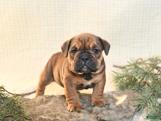 English Bulldog dogs Noel - Ad 9
