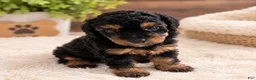Toy Poodle dogs for sale: Sky - Ad 2