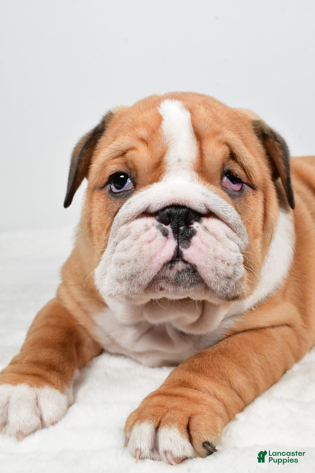 English Bulldog dogs for sale: Tristan - Ad 6