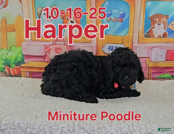 Toy Poodle dogs Harper - Ad 2