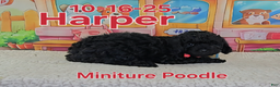 Toy Poodle dogs for sale: Harper - Ad 2