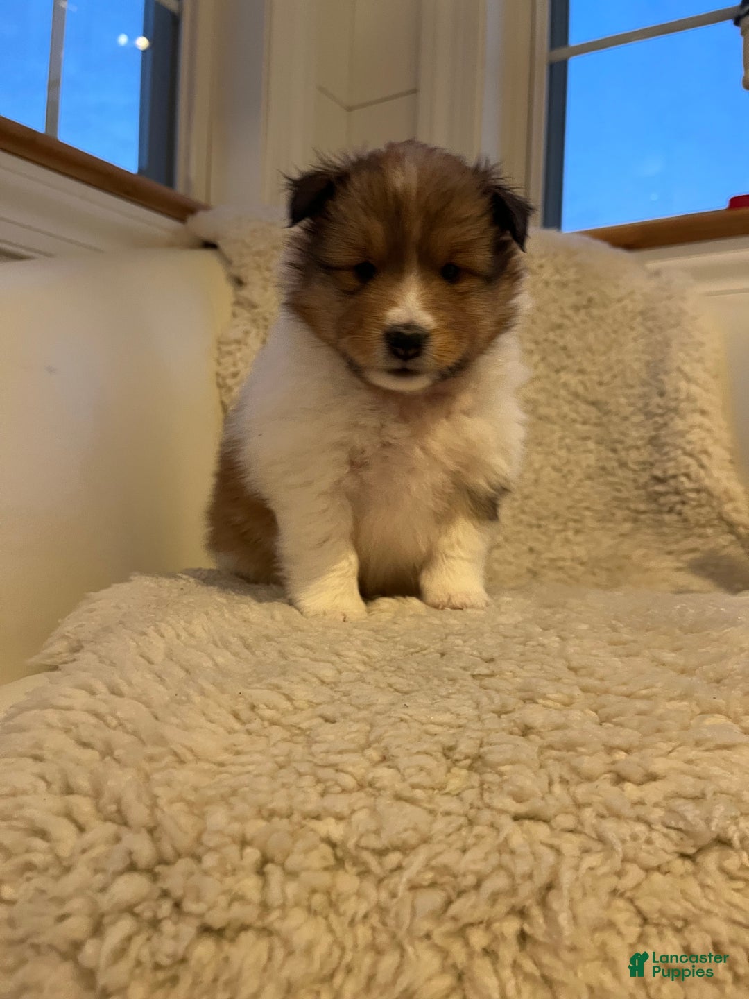 Shetland Sheepdog dogs for sale: Shetland Sheepdog Puppy 3 - Ad 1