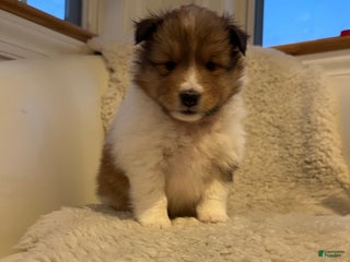Shetland Sheepdog dogs Shetland Sheepdog Puppy 3 - Ad 24