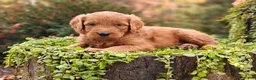 Goldendoodle dogs for sale: Latte - Ad 6
