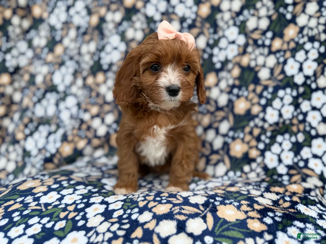 Cavapoo dogs for sale: Jubalee - Ad 9