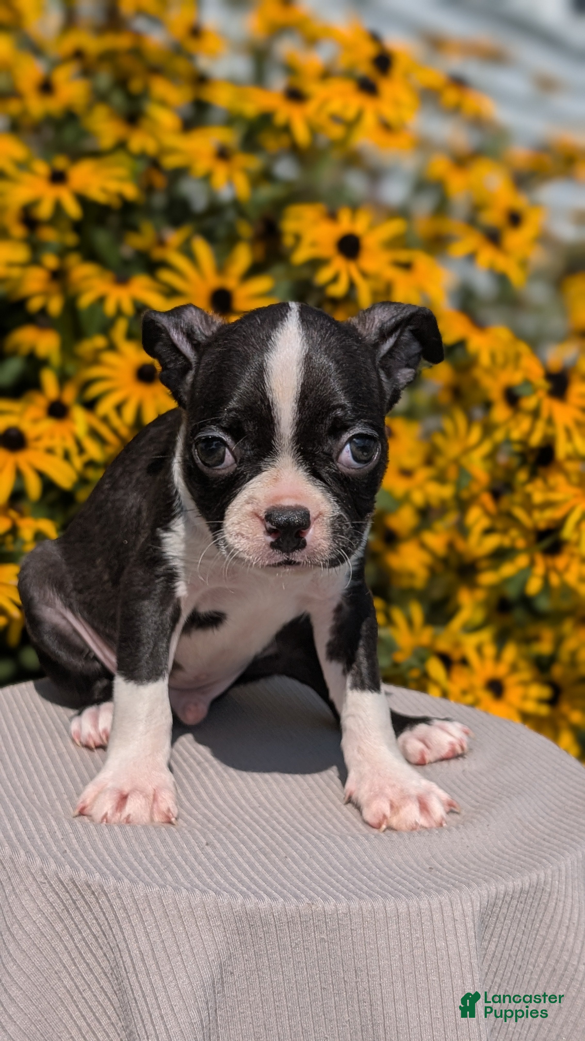Boston Terrier dogs Tripp - Ad 2