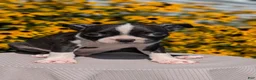 Boston Terrier dogs for sale: Tripp - Ad 2