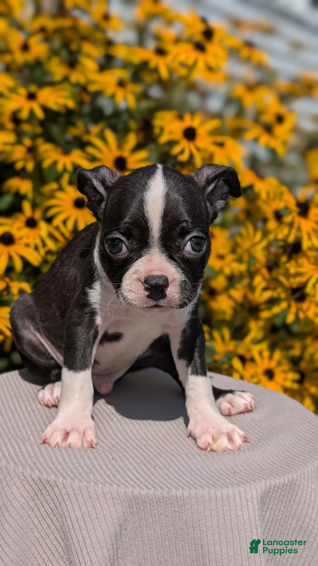 Boston Terrier dogs for sale: Tripp - Ad 2