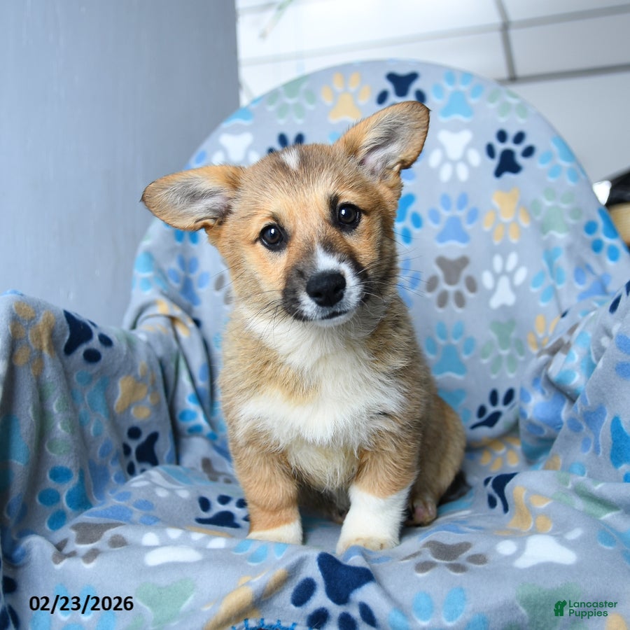 Welsh Corgi Pembroke dogs Sprinkles - Ad 1