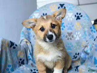Welsh Corgi Pembroke dogs for sale: Sprinkles - Ad 1