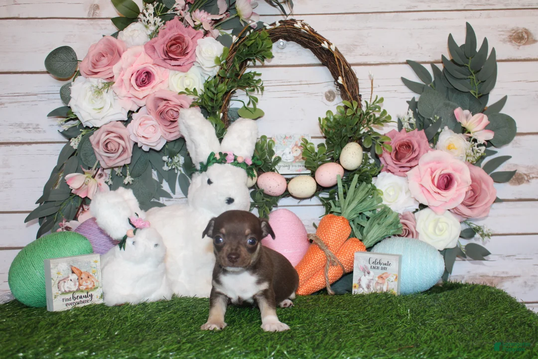 Chihuahua dogs for sale: Remus - Ad 2