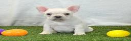 French Bulldog dogs for sale: Dozer - Ad 5
