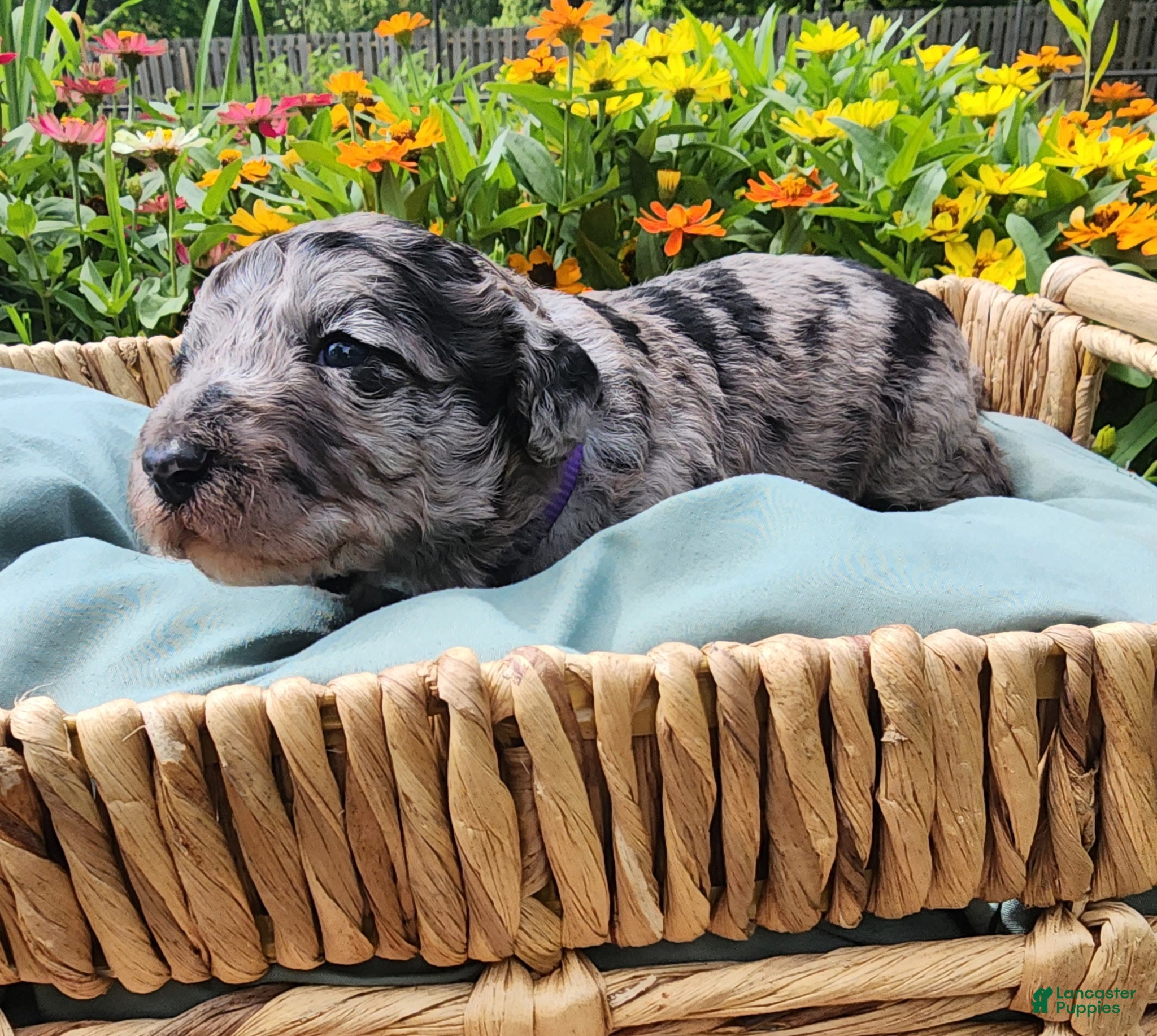 Mixed Breed dogs Grace - Ad 30