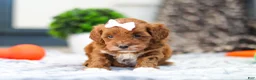 Cavapoo dogs for sale: Amber - Ad 11