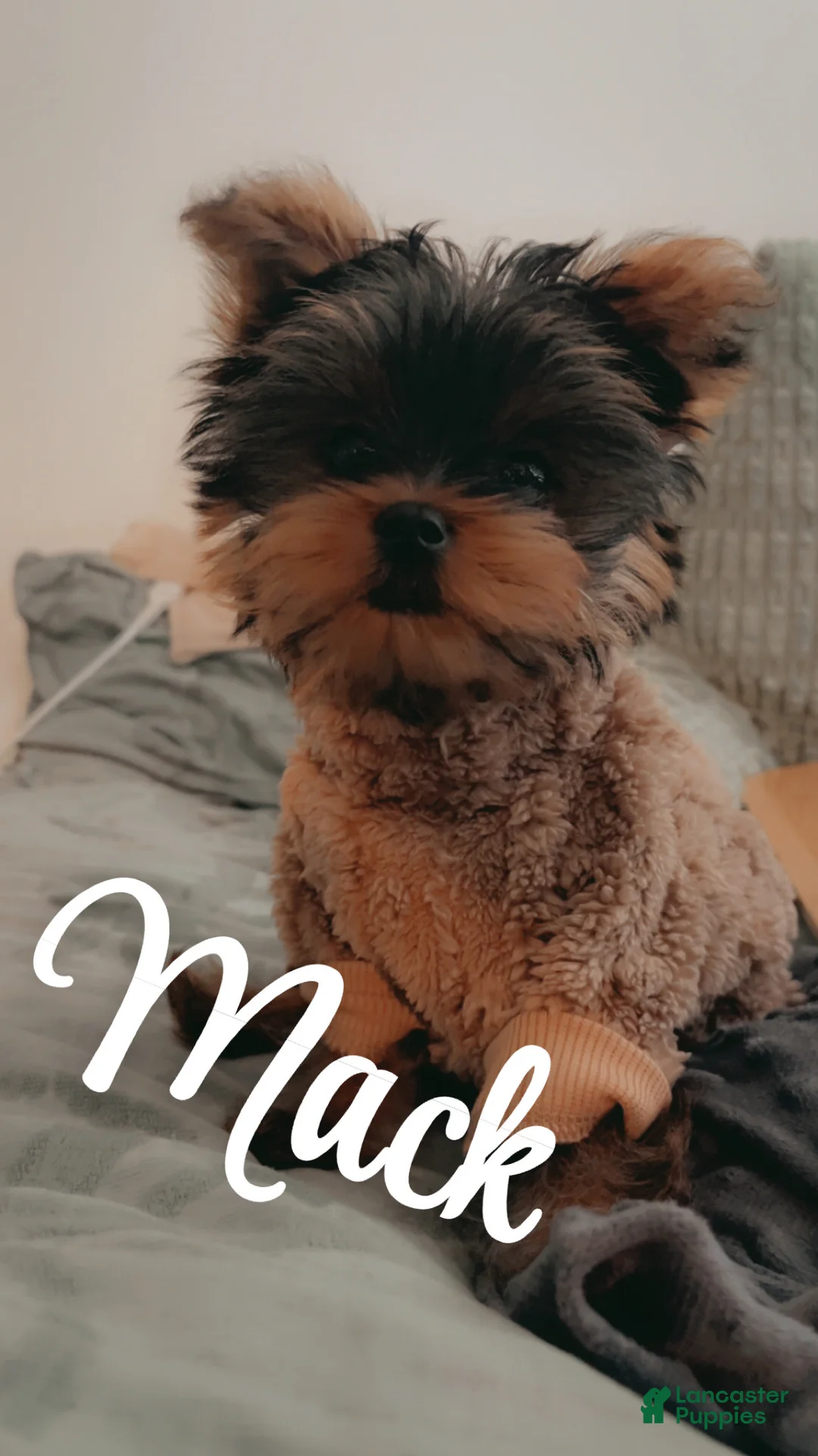 Yorkshire Terrier dogs for sale: Yorkshire Terrier 1 - Ad 2