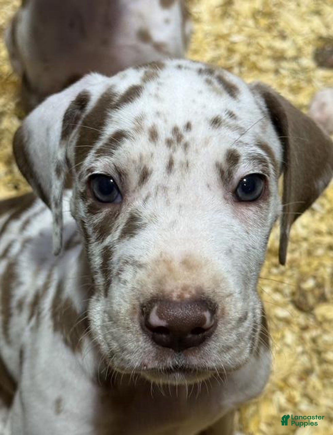 Great Dane Dalmatian Mix Puppy Harlequin Merle Great Dane Puppies