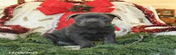 Cane Corso dogs for sale: Peaches - Ad 2