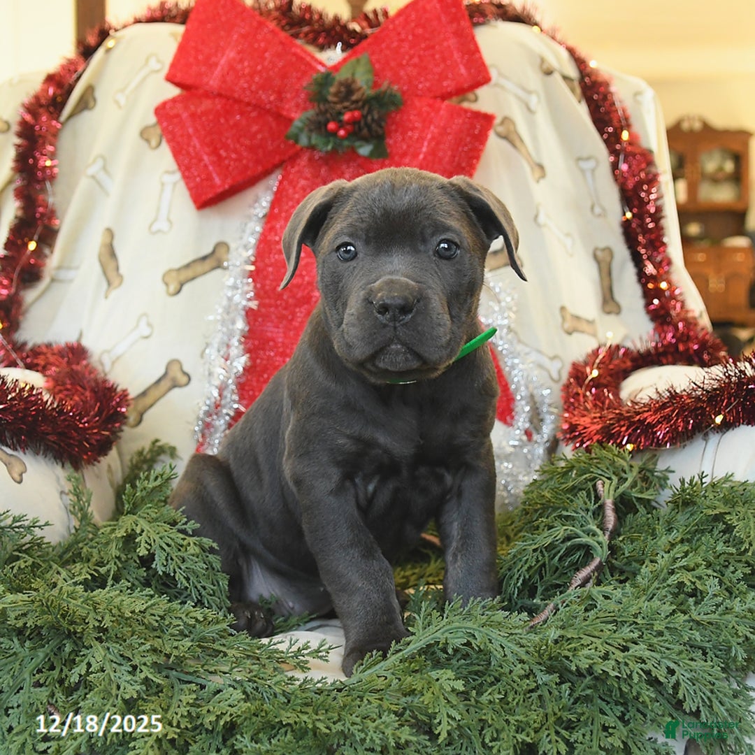 Cane Corso dogs for sale: Peaches - Ad 2