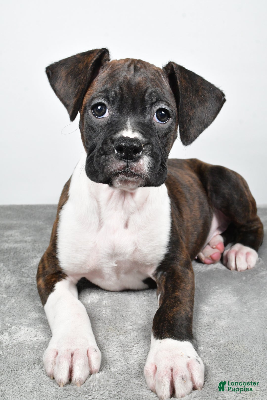 Boxer dogs for sale: Abbie - Ad 6