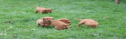 Labrador Retriever dogs for sale: Tassle - Ad 13