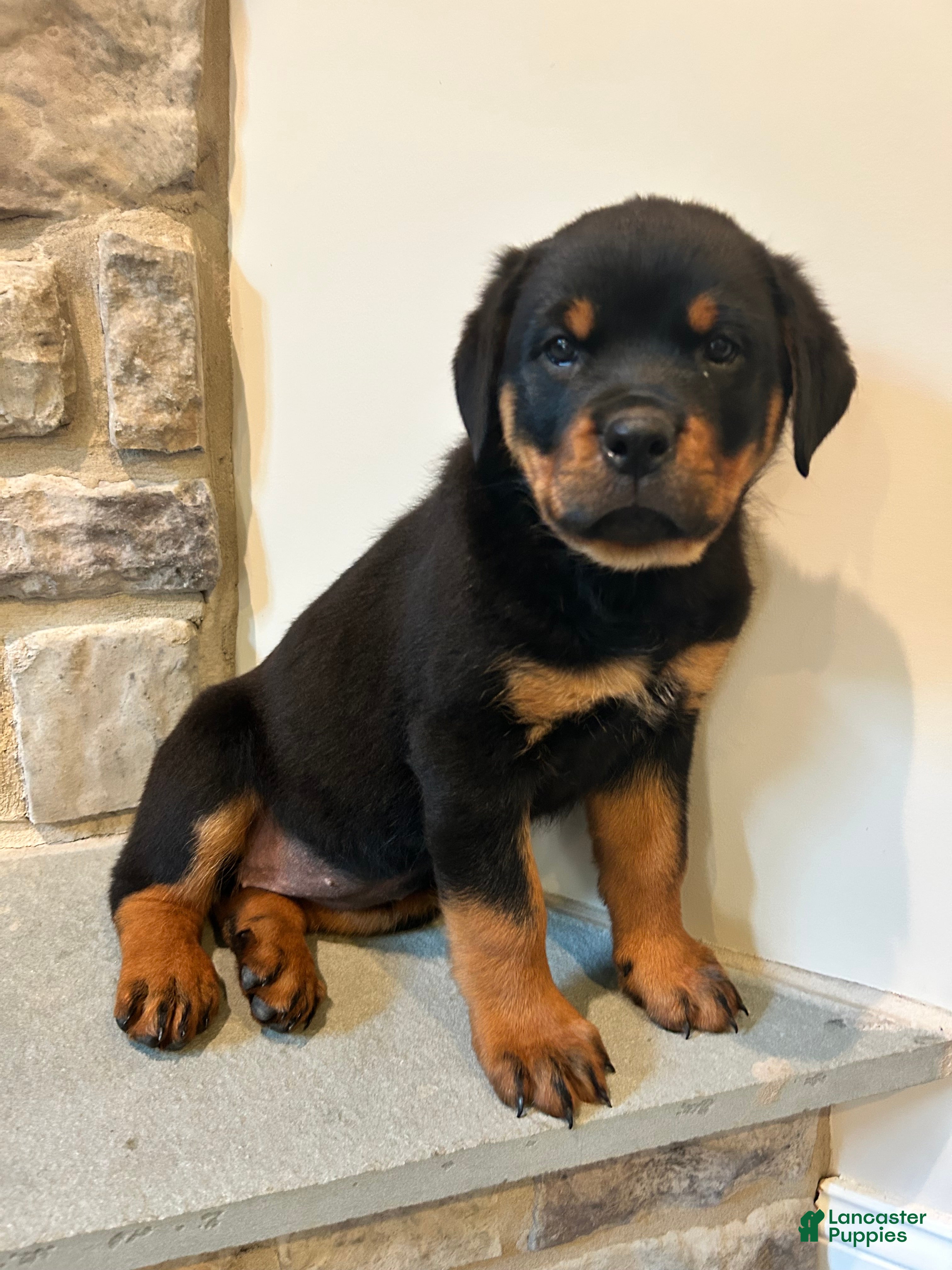 Rottweiler dogs Kitkat - Ad 1