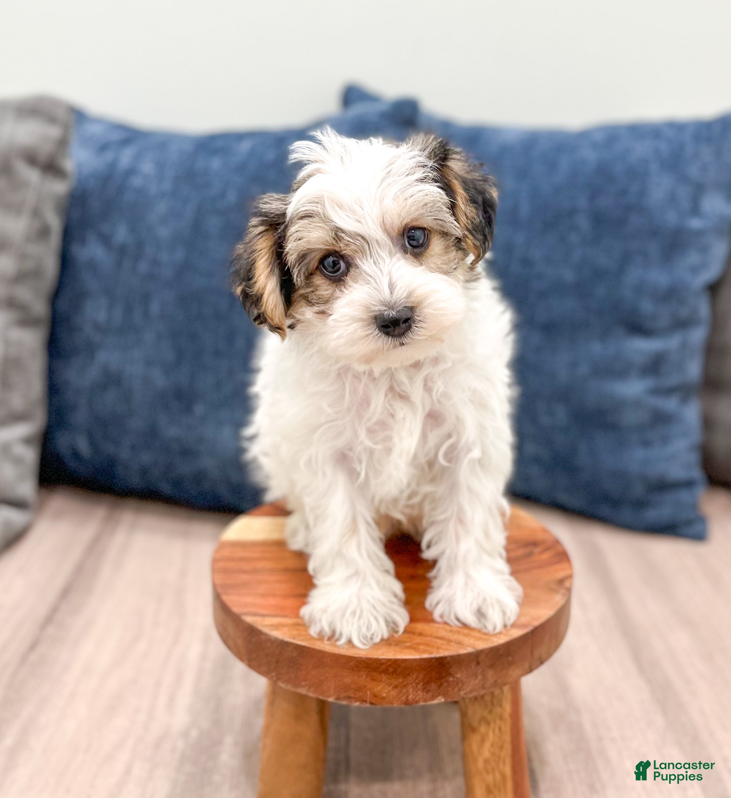 Yorkiepoo dogs Champ - Ad 30