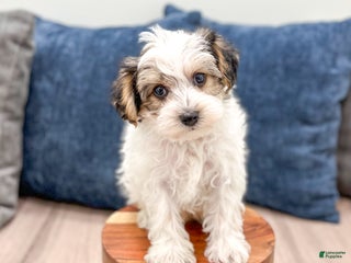 Yorkiepoo dogs Champ - Ad 39