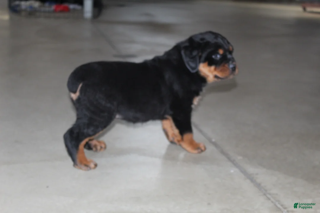 Rottweiler dogs for sale: Duke - Ad 5